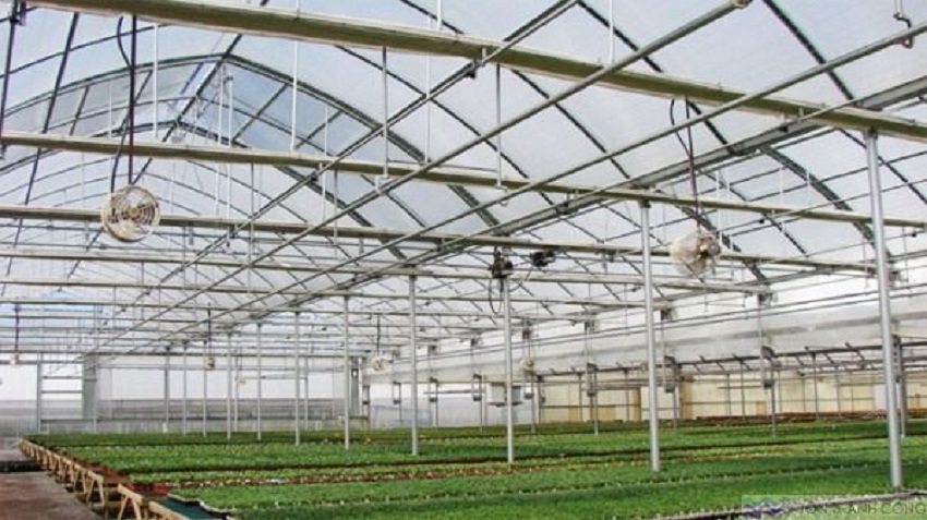 Tôn lấy ánh sáng cho nhà trồng rau sạch